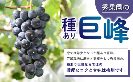 【先行受付2026年発送】種あり巨峰2kg（4~6房）｜秀果園　※2026年9月上旬～10月下旬順次発送予定