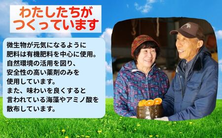 海藻施用有田みかん 手選果 ５kg ※2024年11月下旬～2025年1月中旬頃に順次発送予定  ※着日指定不可【aii004-r-5】