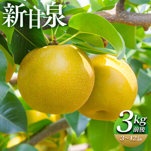 【先行予約】新甘泉 3kg前後（3～12玉前後）※2026年8月下旬～9月下旬頃に順次発送予定 梨