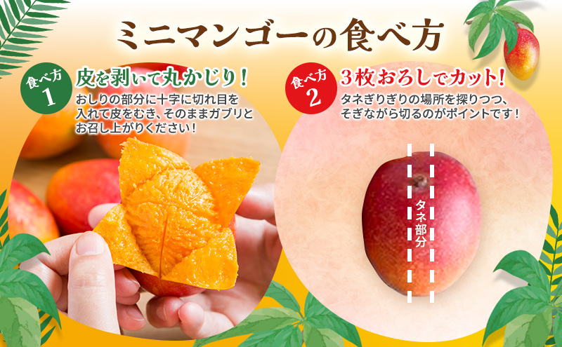【受付期間:2025年6月25日まで】マンゴー 完熟ミニマンゴー 約1kg 浜松赤土産（化粧箱入） 果物 くだもの フルーツ 完熟 濃厚 甘い 贈答用 幻といわれるマンゴー  静岡県 浜松市