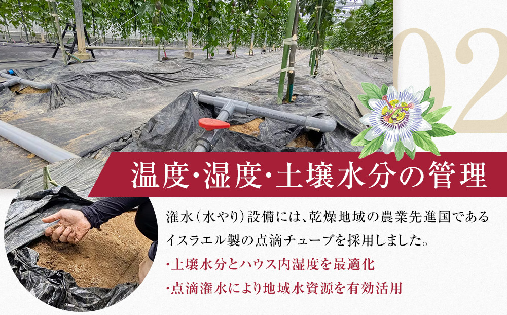 期間限定【農薬不使用】奄美大島 完熟パッションフルーツ約1kg（農家直送）
