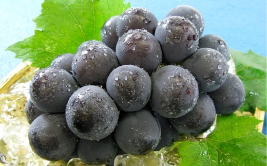 ぶどう 2026年 先行予約 ニューピオーネ 1房 600g以上 葡萄 ブドウ 果物 フルーツ 岡山県 倉敷市【2026年8月下旬～9月下旬まで順次発送予定】