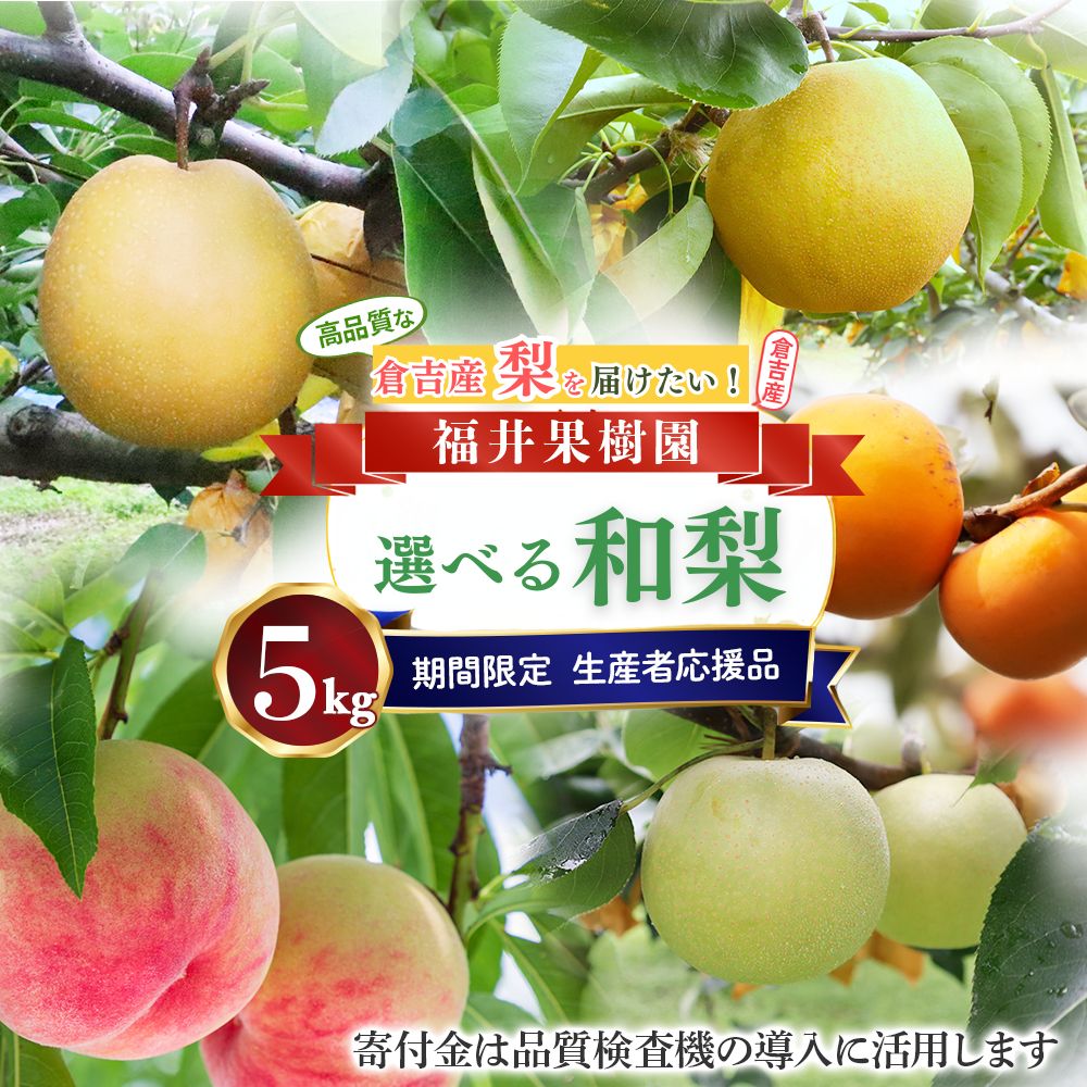 【ふるさと納税】【期間限定】【生産者応援品】令和8年産 選べる和梨！5kg 二十世紀梨 王秋 晩三吉 福井果樹園 倉吉産 梨 ナシ ブランド梨 果物 フルーツ 和梨 寄付金用途指定