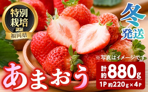 
                  ＜先行予約受付中！2026年12月～2027年2月発送予定＞ うるう農園の あまおう 2Lサイズ (計約880g・約220g×4P) 苺 いちご イチゴ 果物 フルーツ 国産 福岡県 ヨーグルト ジャム スムージー 冷蔵 冬発送 特別栽培 ＜離島配送不可＞【ksg1960】【うるう農園】
                