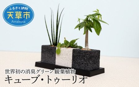 S060-001A_キューブ・トゥーリオ　世界初の消臭グリーン 観葉植物