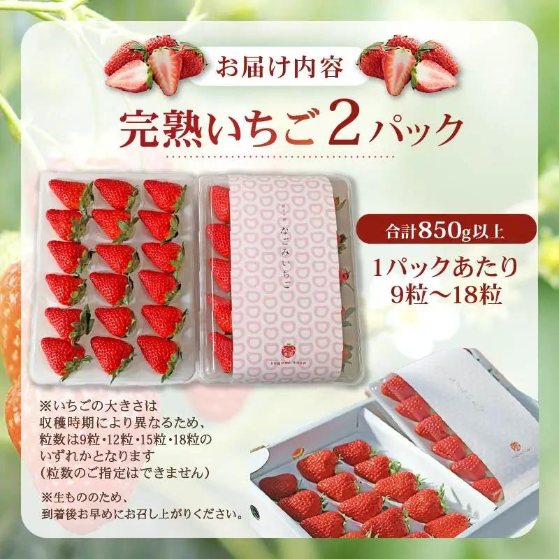 【2027年1月発送】いちご 完熟 紅ほっぺ 2パック