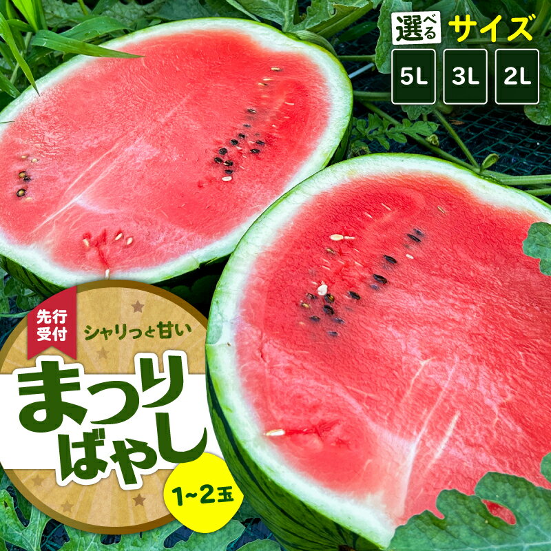 【ふるさと納税】＜選べるサイズ＞ 糖度12度以上 シャリッと甘い 三浦のスイカ まつりばやし11 羅王 7kg 〜 16kg 1玉 〜 2玉 大玉 すいか 西瓜 フルーツ 果物 果実 甘い 夏季 数量 期間 限定 国産 旬 贈答 藤平農園 神奈川 三浦市 おすすめ ランキング プレゼント ギフト