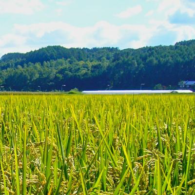 ふるさと納税 旭川市 【令和6年産】北海道旭川産ななつぼし1kg×5袋、ゆめぴりか1kg×5袋計10袋セット_01457 |  | 02