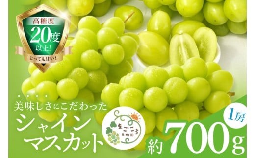 【2026年9月中旬より順次発送】令和7年度 茨城県生産力向上共励会 特別賞受賞！糖度約20～22度！美味しさにこだわったシャインマスカット（約700g）1房 化学肥料不使用 農家直送【葡萄 ぶどう マスカット フルーツ 果物 くだもの 水戸市 水戸 茨城県】（GG-21）