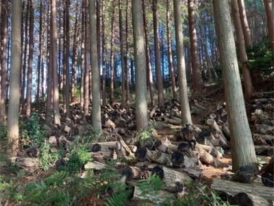 【原木栽培】生しいたけ 700g 京都丹波産 きのこ 椎茸 肉厚 国産 お取り寄せ 人気 ※北海道・沖縄・離島への配送不可 ※2026年3月下旬頃～12月下旬頃に順次発送予定