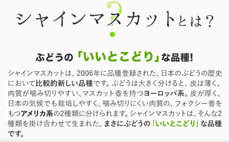 秀品 シャインマスカット 約600g《9月中旬～11月上旬頃に出荷予定(土日祝除く)》｜シャインマスカットシャインマスカット