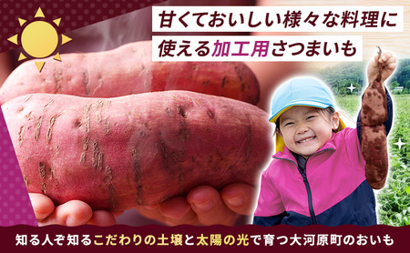 さつまいも 約10kg 紅はるか 加工用 サツマイモ