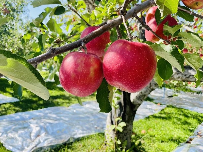 【2027年3月上旬発送】訳ありりんご約3kg おまかせ1品種 青森県五所川原市