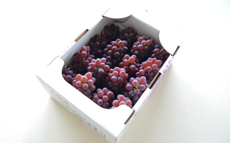 【ご家庭用】山形のデラウエア M～3L 約2kg(9～22房) [粒サイズおまかせ]【令和8年産先行予約】 FS24-137 くだもの 果物 フルーツ 山形 山形県 山形市 2026年産