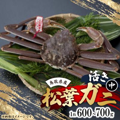 ふるさと納税 北栄町 活　鳥取県産タグ付き松葉ガニ中1枚(600g~700g)