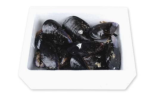 明神丸かき・ほたてきちのムール貝 1kg 【沖縄県・離島配送不可】 三陸山田 山田町 しゅうり貝 海産品 山田産 山田湾  魚貝 魚介 海産物 食品 YD-882
