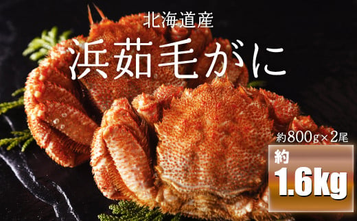 浜茹毛がに 約800g×2尾（北海道産） 【 ふるさと納税 人気 おすすめ ランキング 毛がに 毛ガニ カニ かに 極上 かに味噌 おいしい 北海道 網走市 送料無料 】 ABC003