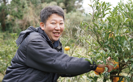 先行予約 ポンカン 約4kg 20個前後 2027年1月上旬から2月上旬発送予定 ひでみかん