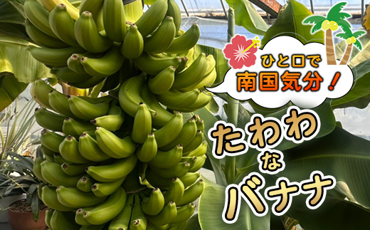 貴重！鹿島産バナナ 約1kg（5～8本）｜岩永さんちのバナナ 安心安全 栽培期間農薬不使用 上品な甘さ＆もちもち食感 生産者直送 おやつ 朝食 国産 果物 フルーツ ばなな 佐賀県 鹿島市 人気 B-
