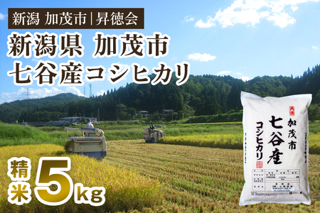 【令和7年産】七谷産コシヒカリ 精米5kg 白米 高柳地域産数量限定 昇徳会