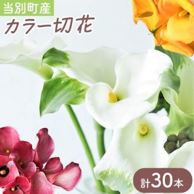 ふるさと納税 当別町 カラー切花30本入り(3〜4品種　計30本)