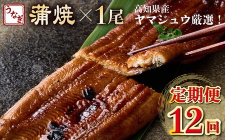 うなぎ蒲焼き 1尾 定期便 12回 うなぎ yj045
