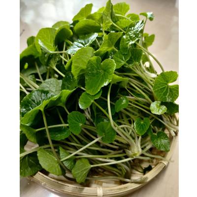 ふるさと納税 相馬市 相馬わさび(がに芽)60g入×1パック