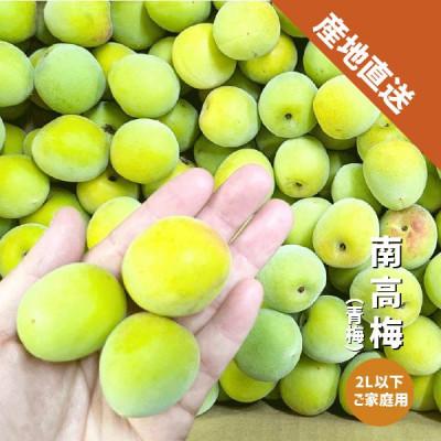 ふるさと納税 紀の川市 【秀品】南高梅 (青梅) 2L以下 約5kg