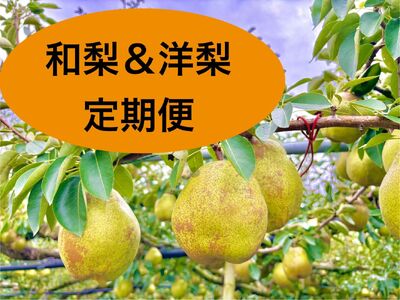 【定期便：全３回】和梨・洋梨の定期便（幸水、ラ・フランス、シルバーベル）　0142-2619