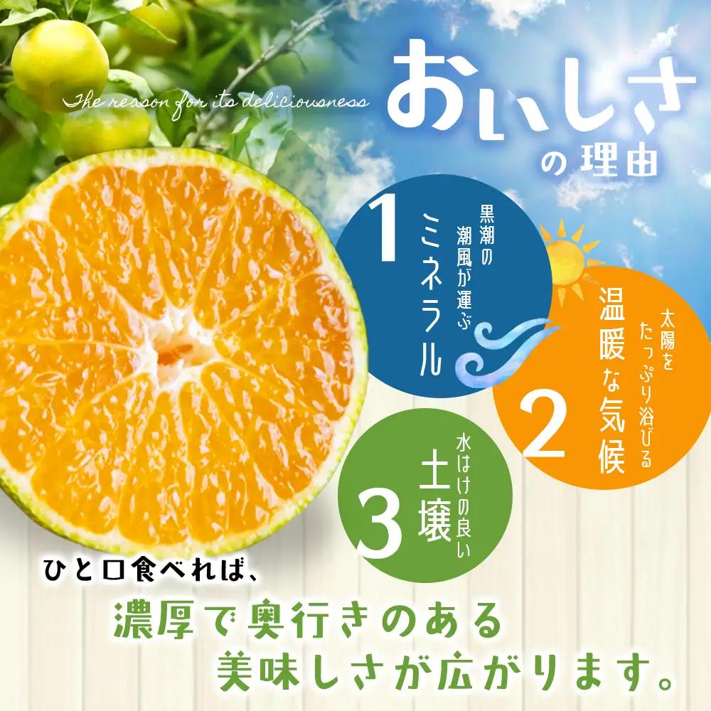 みかん 超極早生温州みかん みえ紀南一号 約10kg【nkmr0014】