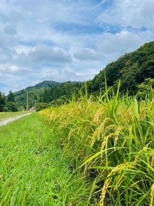 小国町東部地区でお米を作り始め30年以上になるToBufarm。豪雪地帯の大自然の中で丁寧にお米を作っています。