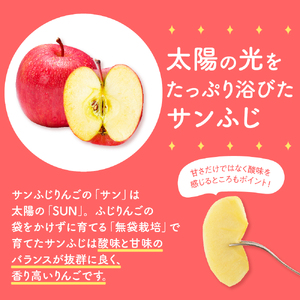 【2026年1月下旬発送】 【訳あり】 りんご 約5kg サンふじ 青森りんご