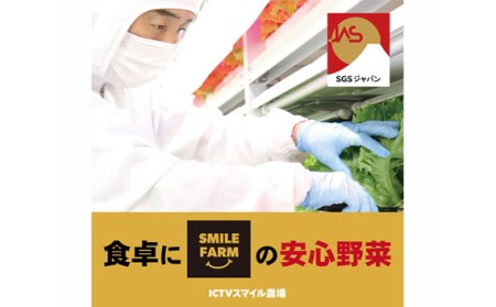 【農薬不使用】洗わず食べられる！ フリルレタス お徳用 1kg 【 フリルレタス レタス サラダ 葉物 野菜 サラダ 用 レタス 緑黄色野菜 レタス 2袋 レタス 新鮮 レタス 徳用 レタス おすすめ