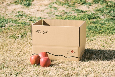 訳あり 家庭用 サンふじ 10kg 【2026年先行予約】｜ 山とりんご