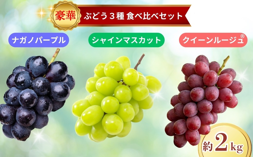 
                  【2026年先行予約】ブドウ3種食べ比べセット約2kg（シャインマスカット・ナガノパープル・クイーンルージュ®）｜ぶどう 大粒 白ぶどう 種無し 皮ごと 信州 長野県 千曲市
                