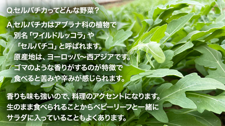 セルバチカ (ワイルドルッコラ) 100g と ベビーリーフ (80g × 2パック) の 黒澤農園 お試しセット ベビーリーフサラダ 生野菜 食べやすい 若葉 ファミリー 旬 新鮮 国産 彩り サラ