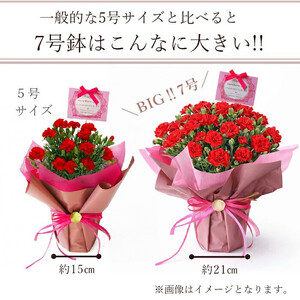 【母の日ギフト】鉢もの　「カーネション7号ピンク」＜出荷開始：2025年5/1-5/11お届け 当店おまかせ＞母の日カード付き【母の日ギフト 母の日 花束 母の日プレゼント 母の日 花束ブーケ 母の日