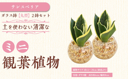 【観葉植物】土を使わないで清潔なミニ観葉植物 ゼオライト植え・ガラス鉢 丸形 2鉢セット（サンスベリア）｜観葉植物 サンスベリア ゼオライト 丸形