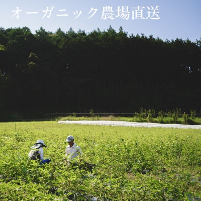 【毎月定期便】しあわせ野菜畑の有機野菜　Lセット　(安心の有機JAS認証　オーガニック野菜)全6回【配送不可地域：離島・北海道・沖縄県・四国・九州】