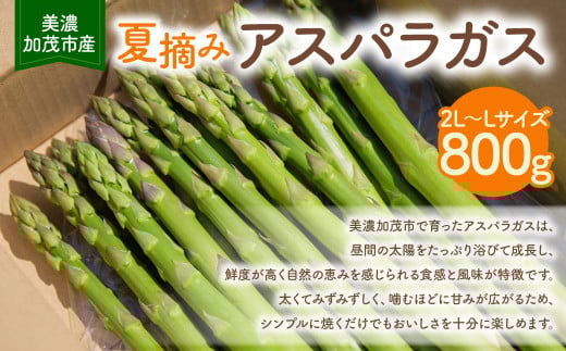 【2025年6月中旬～7月下旬 発送予定】《夏収穫》アスパラガス 800g | 神戸ファーム 野菜 アスパラ 新鮮 旬 グリーンアスパラ