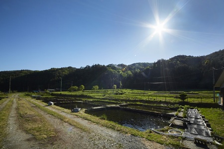 岩姫サーモン 半身×2枚 生食可 【 鮭 サケ さけ ブランドサーモン 冷凍 人気 刺身 寿司 海鮮丼 国産 陸前高田 】