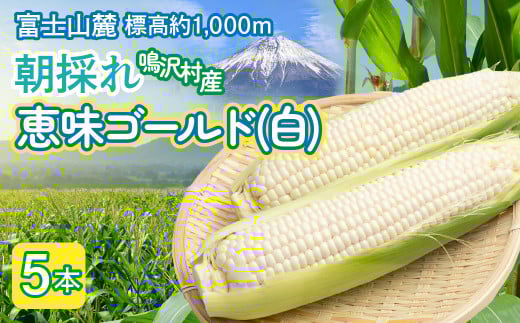 とうもろこし　恵味ゴールド（白）　5本 NSAK003 | ふるさと納税 とうもろこし トウモロコシ ジューシー 朝採りコーン 野菜 山梨県 鳴沢村 送料無料 |