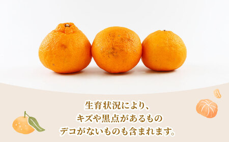 準 贈答用 不知火 5kg 矢野青果 しらぬい 高級 希少 限定 品種 ブランド 高級柑橘 甘い 果物 くだもの フルーツ 柑橘 みかん 蜜柑 愛媛蜜柑 愛媛みかん mikan 贈答 ギフト プレゼン
