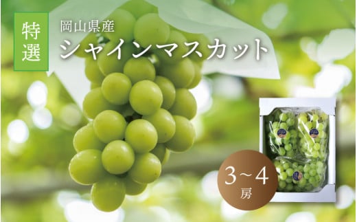 真庭市産 シャインマスカット 特選 3～4房 / (2025年9月中旬以降発送予定) ぶどう 岡山 真庭 大粒 葡萄 シャインマスカット 果物 フルーツ ブドウ 人気 数量限定 皮ごと マスカット 産地直送 新鮮 岡山名産 定番 ギフト 贈答用 【配送不可地域：北海道／沖縄県／離島】 【shinemuscat04】