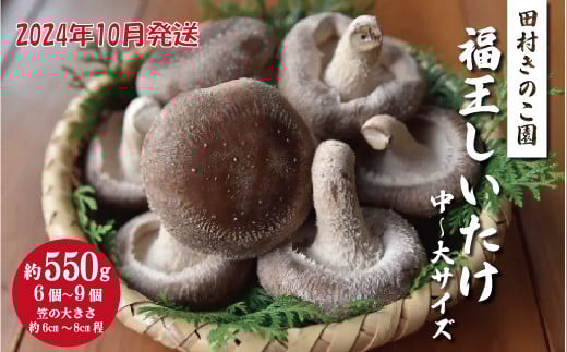 【先行販売/2025年10月中旬～発送】福王しいたけ 中～大サイズ 約550g しいたけ 椎茸