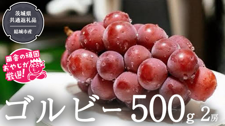 ゴルビー 500g ×2房【2026年9月より発送開始】（茨城県共通返礼品 [ぶどう]：結城市産）