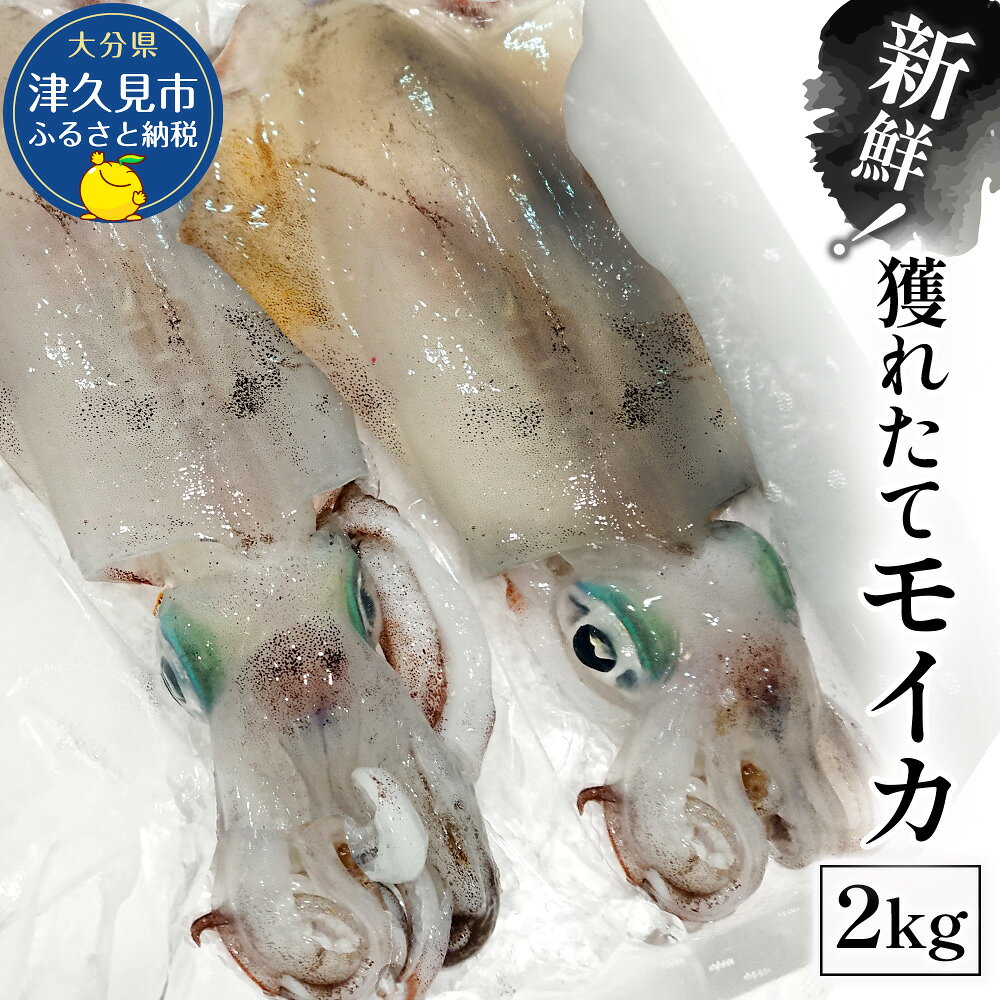 【ふるさと納税】獲れたて モイカ 2kg(2~4杯) 新鮮 アオリイカ イカ 刺身 刺し身 もいか あおりいか 水いか 水イカ 大分県産 九州産 津久見市 国産 送料無料【発送は、2026年11月上旬より順次出荷予定】