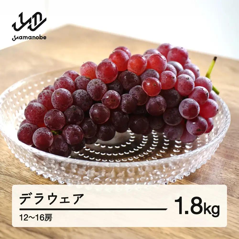 【先行予約】デラウェア 約1.8kg 令和8年産 2026年産 果物 葡萄 ぶどう ※沖縄・離島への配送不可 mm-budwx1800