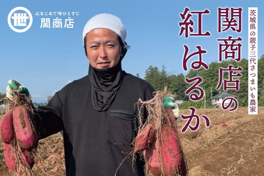 【期間限定】 関商店 焼き芋 紅はるか 3kg 国産 茨城県産 砂糖不使用 焼き芋 やきいも 焼芋 焼きいも べにはるか ベニハルカ 甘い 柔らかい 安心 安全 品質 食味 おやつ 62-H