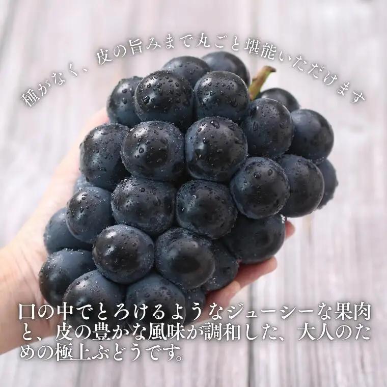 MS33 ぶどう ナガノパープル （長野県産秀品） 約2kg / 2026年8月下旬～10月上旬頃 配送予定//種なし 皮ごと 葡萄 ブドウ ぶどう ナガノ パープル 南信州 長野県 オリジナル品種 